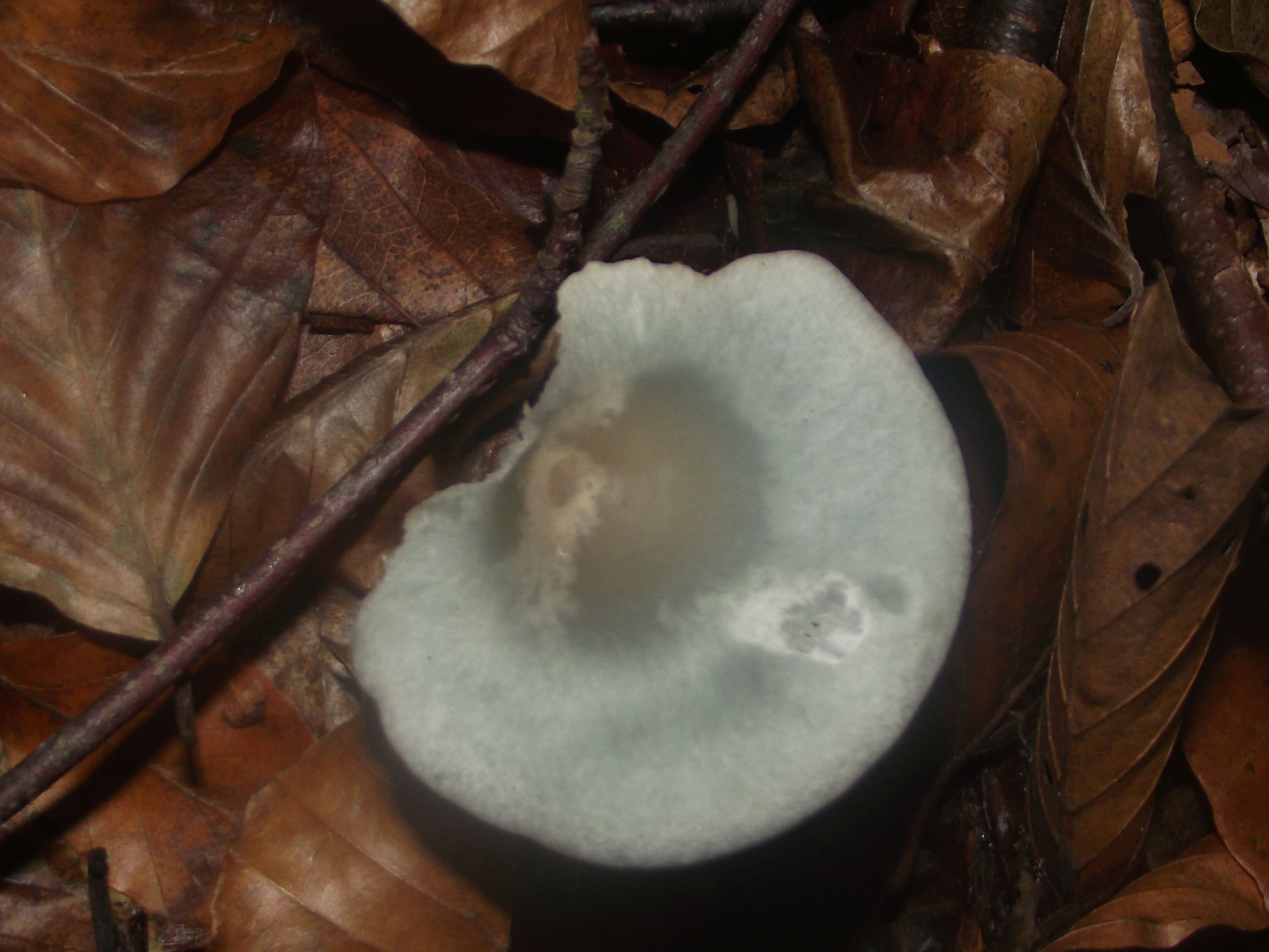 Grüner Anistrichterling
